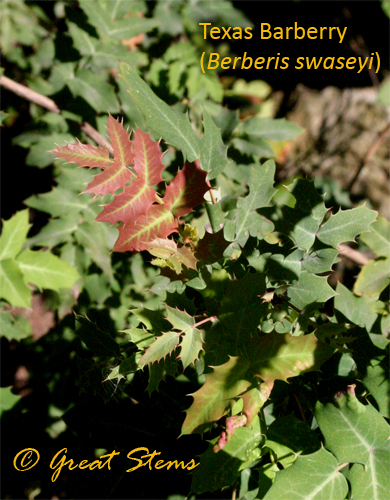 txbarberry10-31-09.jpg
