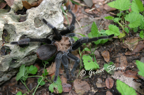 txbrowntarantulaa09-20-10.jpg