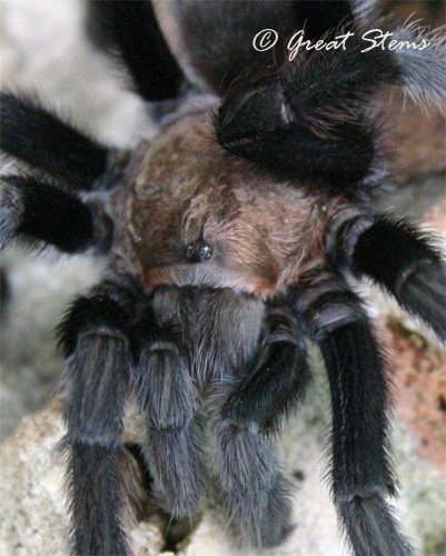 txbrowntarantulab09-20-10.jpg