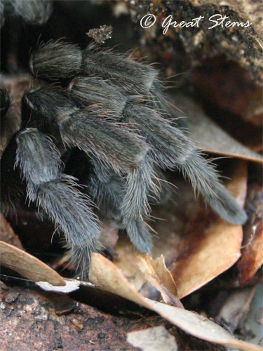 txbrowntarantulac09-20-10.jpg