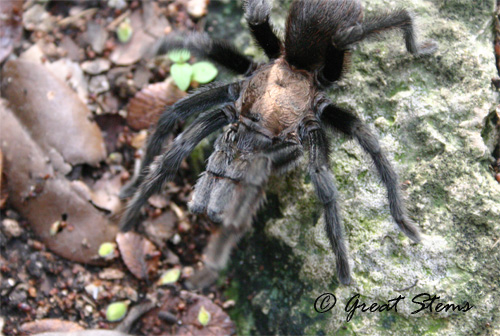 txbrowntarantulae09-20-10.jpg