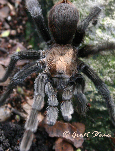 txbrowntarantulaf09-20-10.jpg