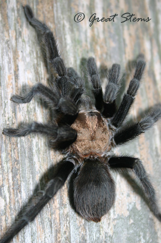 txbrowntarantulag09-20-10.jpg