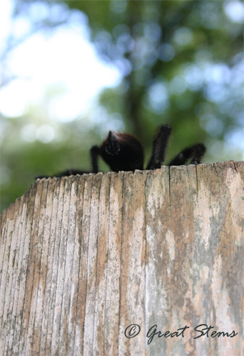 txbrowntarantulah09-20-10.jpg