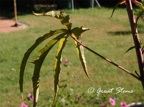 txhibiscus10-01-10.jpg