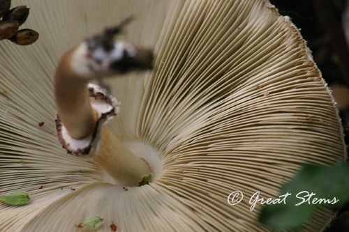 txmushroom09-28-10.jpg