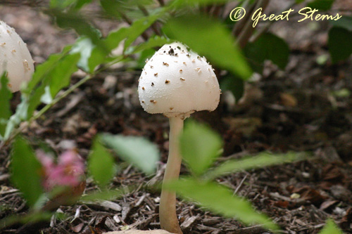 txmushroomb09-28-10.jpg