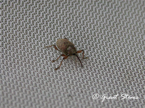 unknownbug10-11-11.jpg