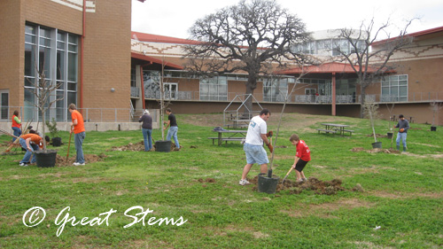 urbanforestb02-20-10.jpg