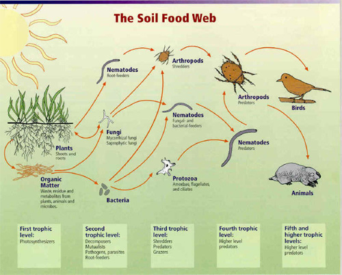 usdasoilfoodweb.jpg