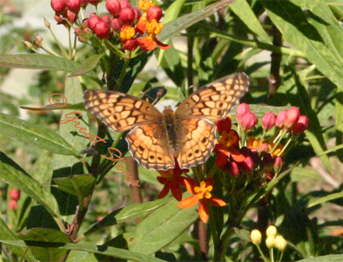 variegatedfritillary11-18-09.jpg