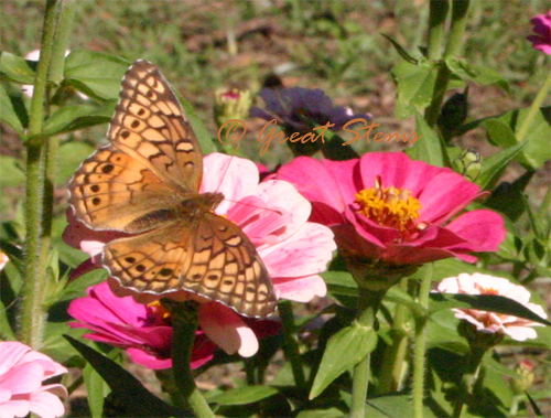 variegatedfritillaryb11-18-09.jpg