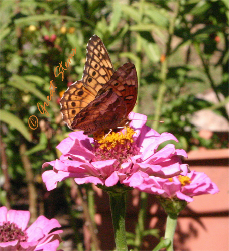 variegatedfritillaryc11-18-09.jpg