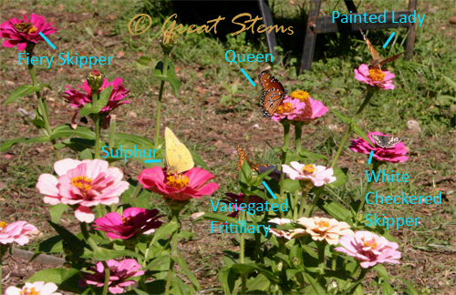 varietybutterflies11-18-09.jpg
