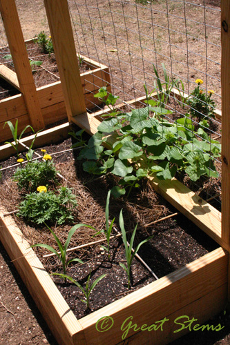 veggies08-07-09.jpg