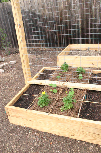 veggietrellis07-24-09.jpg