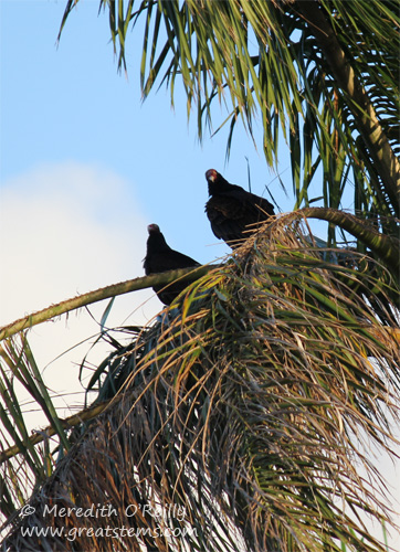 vultures03-12-12.jpg