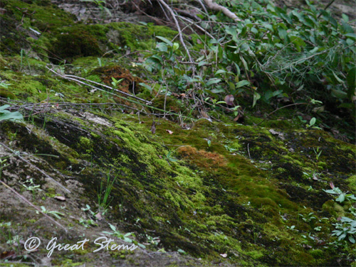 walnutcreekmoss11-14-10.jpg