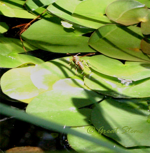 wasp08-11-09.jpg