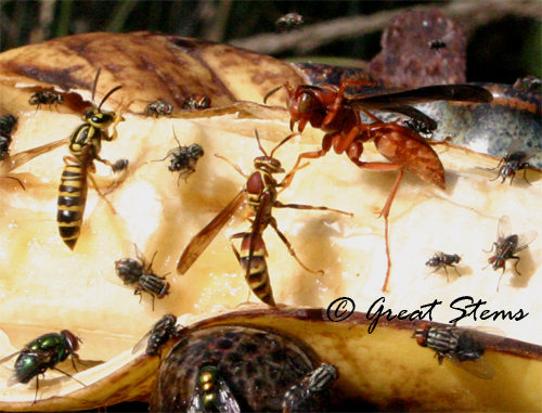 wasps11-18-09.jpg