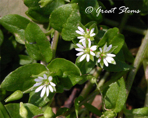 weedflower02-28-10.jpg