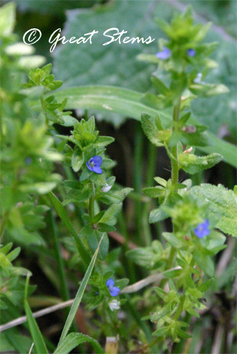 weedflowerb02-28-10.jpg