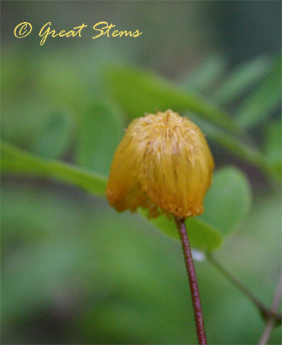 wetgoldenball05-15-10.jpg