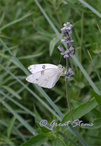 whitebfly05-27-10.jpg