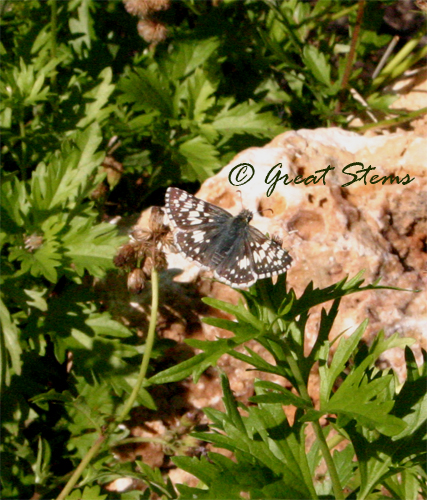 whitecheckeredskipper11-18-09.jpg