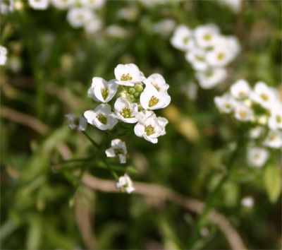 whiteflower06-15-09.jpg