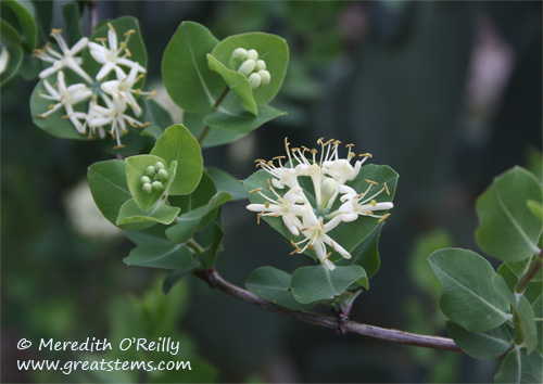 whitehoneysuckle03-19-12.jpg