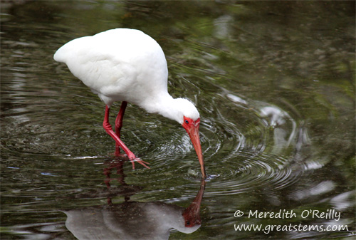 whiteibis03-16-12.jpg