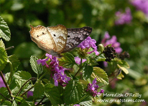 whitepeacock11-17-11.jpg