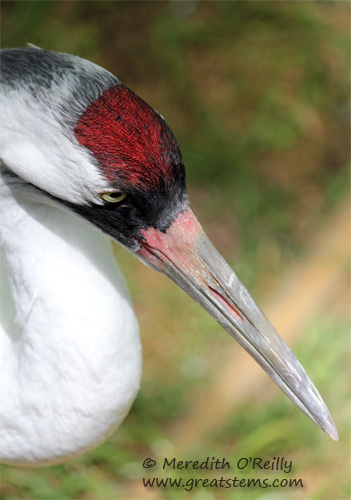 whoopingcrane03-16-12.jpg