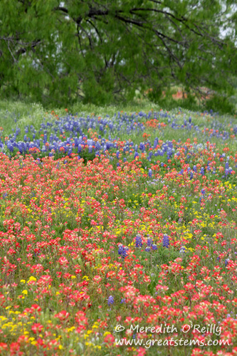 wildflowers03-29-12.jpg