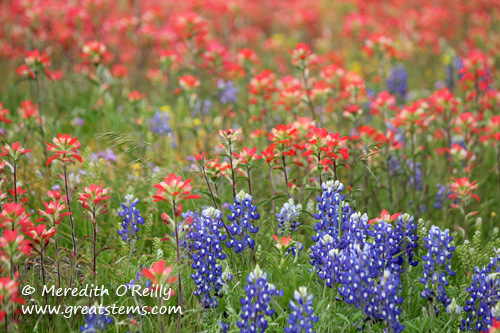 wildflowersb03-29-12.jpg