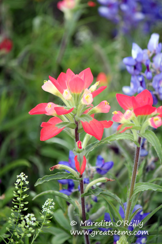 wildflowersc03-29-12.jpg