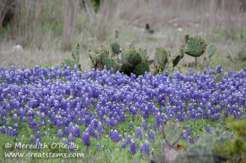 wildflowerse03-29-12.jpg