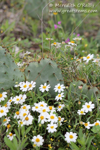 wildflowersf03-29-12.jpg