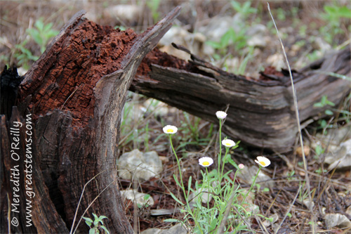 wildflowersh03-29-12.jpg