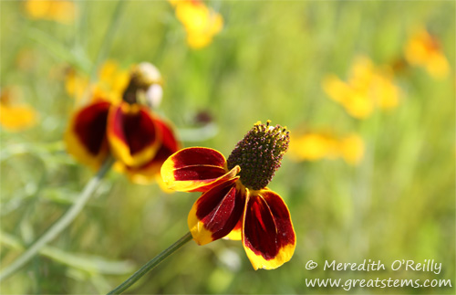 wildflowersi03-29-12.jpg