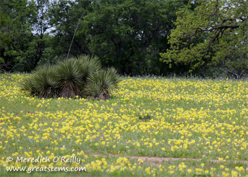 wildflowersk03-29-12.jpg