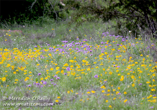 wildflowersl03-29-12.jpg