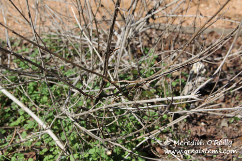 winterlantana01-27-12.jpg