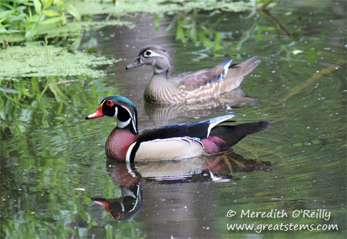 woodducks03-16-12.jpg