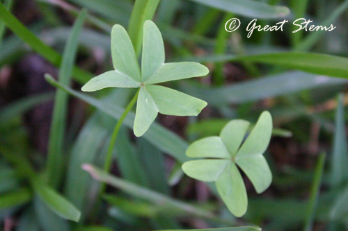 woodsorrel.jpg