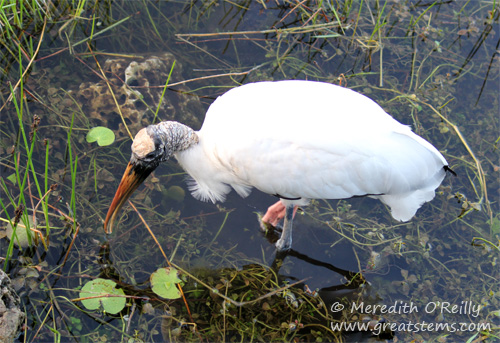 woodstork03-12-12.jpg