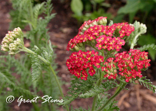 yarrow05-08-10.jpg