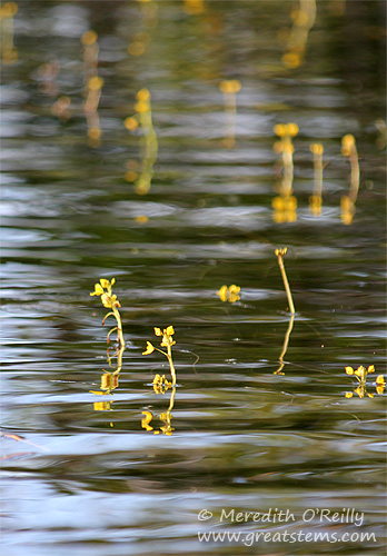 ybladderwort03-13-12.jpg