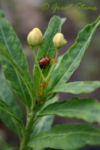 yellowaphids09-25-09.jpg